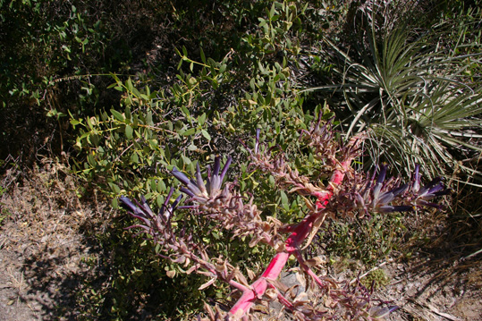 puya coerulea